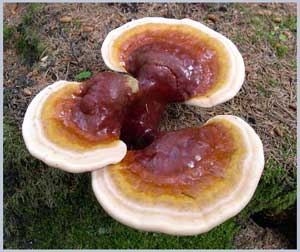 Linh chi (Ganoderma lucidum)