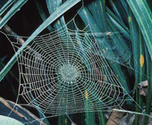 Mạng nhện cổ xưa nhất thế giới