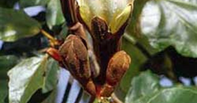 Cây gỗ bấc (Ochroma lagopus) - Cây nhẹ nhất