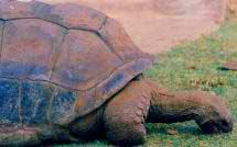 Con rùa già nhất thế giới qua đời