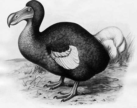 Xương dodo tiết lộ quá khứ