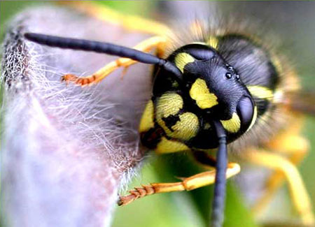 Ong bắp cày truyền tin cho nhau như thế nào?