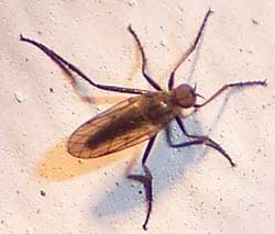 Loài ruồi khiêu vũ Rhamphomyia sulcata 