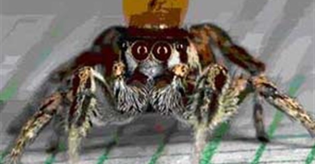 Ca múa - cách khêu gợi của nhện nhảy