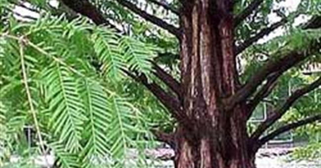 Thủy Sam - Metasequoia glyptostroboides