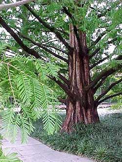 Thủy Sam - Metasequoia glyptostroboides