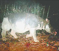 Tê giác ở vườn Quốc gia Cát Tiên đang bị đe dọa