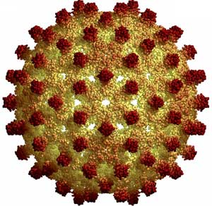 Một số hiểu biết về các thể viêm gan do virus