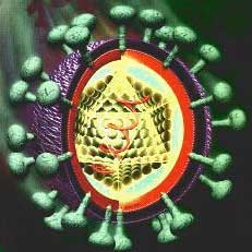 Một số hiểu biết về các thể viêm gan do virus