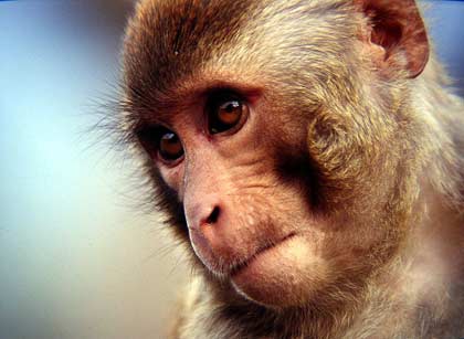 Loài khỉ cũng có khả năng quan sát