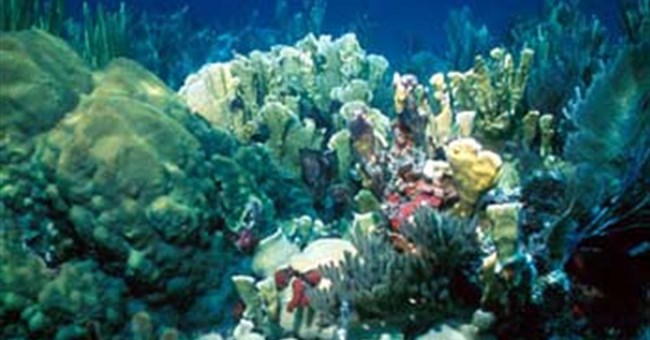 Những cảnh báo nghiêm trọng về cuộc sống Đại dương