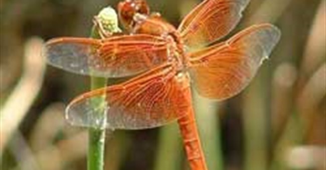 Chim én, chuồn buồn bay thấp báo hiệu mưa