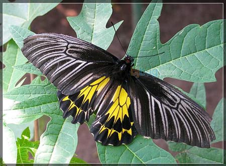 Phát hiện nhiều loài bướm đặc hữu