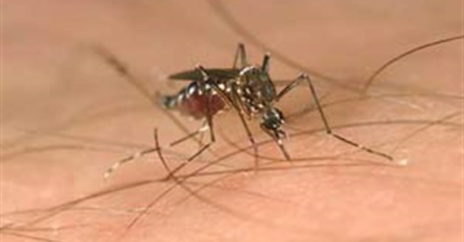 Rên rỉ - cách thức tìm bạn tình của muỗi