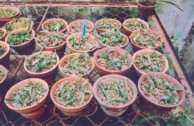 Nhân giống hai loài lan hài quý hiếm