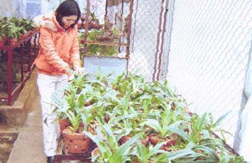Nhân giống hai loài lan hài quý hiếm