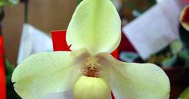 Nhân giống hai loài lan hài quý hiếm