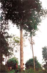 cây chè đắng lớn nhất Việt Nam