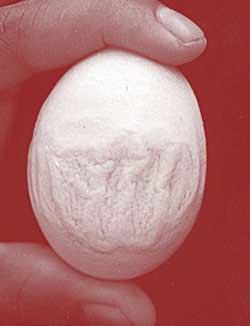 Gà đẻ trứng có chữ "Allah"