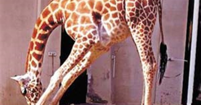 Do đâu lông hươu cao cổ có mùi hôi?