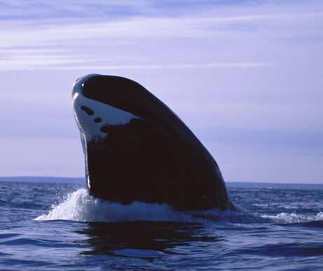 Loài cá voi hiếm sống thọ gần 2 thế kỷ