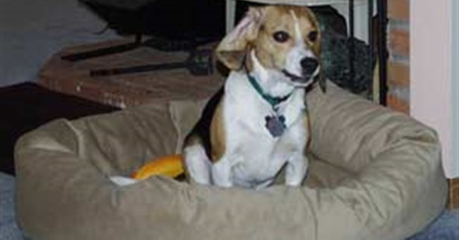 Trước khi di ngủ chó thường đi vòng quanh ổ?