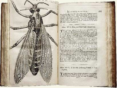 Robert Hooke (1635-1703): Người phát hiện ra tế bào
