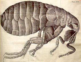 Robert Hooke (1635-1703): Người phát hiện ra tế bào
