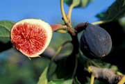 Cây vả - Loài thực vật được thuần hoá đầu tiên trên thế giới