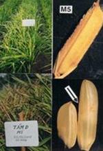 Nhân giống thành công giống lúa thơm Basmati