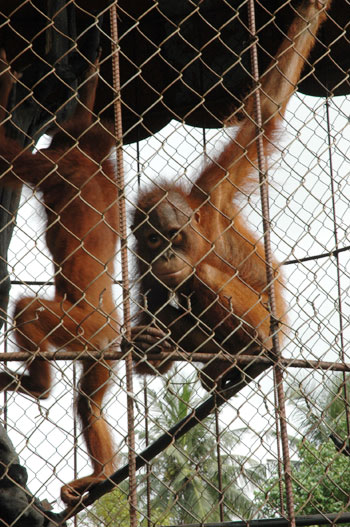 Bàn giao 2 con đười ươi quý hiếm về Indonesia