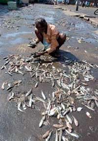 Mưa cá ở Ấn Độ