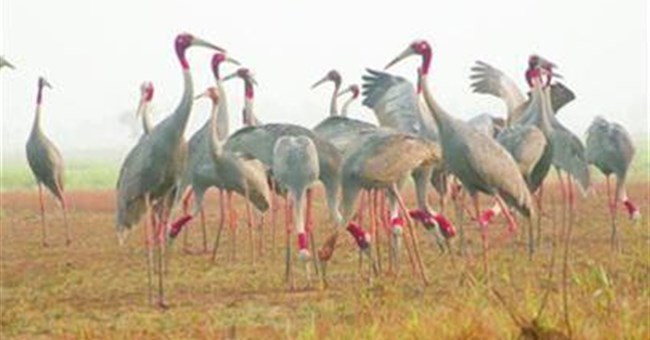 Sếu đầu đỏ lại xuất hiện ở vườn quốc gia Tràm Chim (Đồng Tháp)
