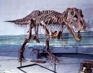 Chu kỳ sinh học của loài khủng long Tyrannosaurus