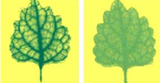 Những điều ít biết về tia T