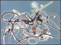Hơn 20.000 loại vi khuẩn trong một lít nước biển!