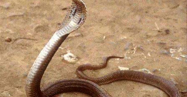 Top 10 động vật nguy hiểm chết người