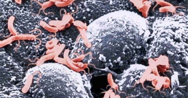 Giải Nobel y sinh học năm 2005 - Một cõi đi về với vi khuẩn