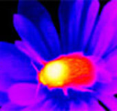 Ong dự đoán được nhiệt độ bông hoa