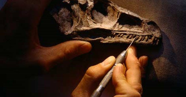 Khai quật và gìn giữ những bộ xương khủng long hóa thạch