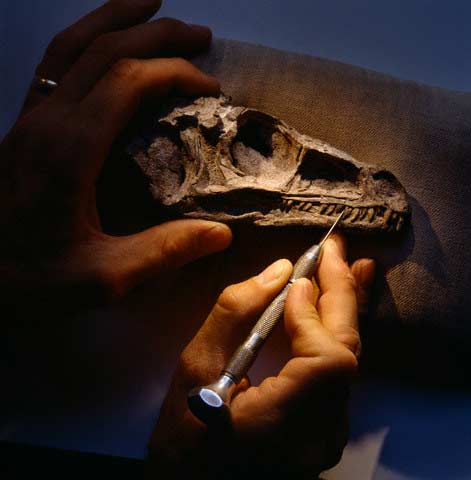 Khai quật và gìn giữ những bộ xương khủng long hóa thạch