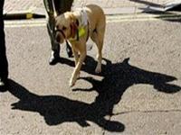 Những chú chó dẫn đường dành cho người mù có thể sẽ sớm “thất nghiệp” trong nay mai bởi sự xuất hiện của “giày nhìn thấy” 
