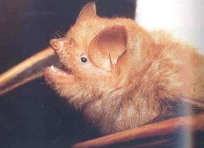Vào rừng, bắt dơi