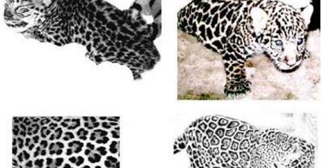 Báo đốm thay đổi bộ da gấm như thế nào?