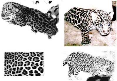 Mô hình báo cheetah đực hãng Mojo  Thiết kế tại UK  Phân phối tại Mota