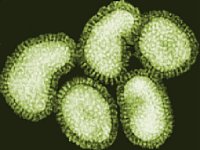 Vi-rút H5N1 đã biến đổi?