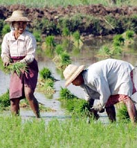 Phát hiện gene giúp cây lúa chịu được ngập úng