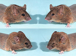Lùi ngược sự tiến hoá ở chuột.
