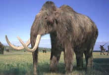 Hungary: Phát hiện hóa thạch voi mammoth