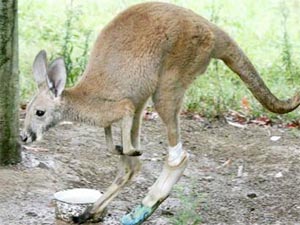Kangaroo mang chân giả
